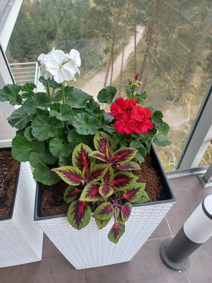 Apartament Z Widokiem Na Morze Dziwnówek Eksteriør bilde